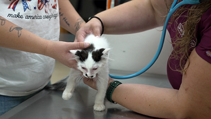 Two women hold a kitten on an exam table.