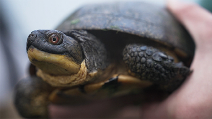 A person holding a Blanding Turtle.