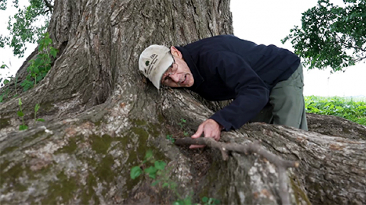Tree enthusiast, Mark Rouw bends over low to the base of a tree with his ear touching the tree and looking out along one of the trees roots. He is holding a stick along one of its roots -- appearing to get a measurement or alignment of the tree.