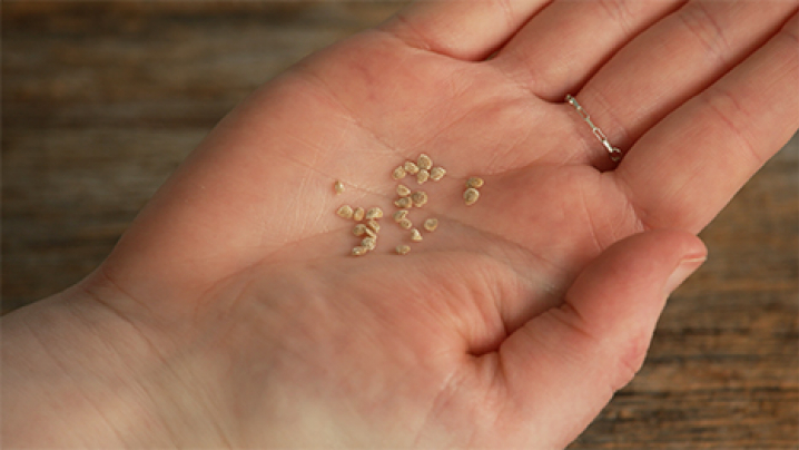 An open hand, palm up, holding small seeds.