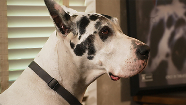 Bing, the Great Dane