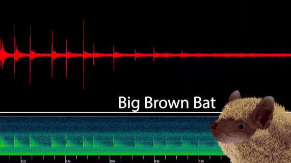 An animated big brown bat in front of a red curve showing the frequency of bat sounds.