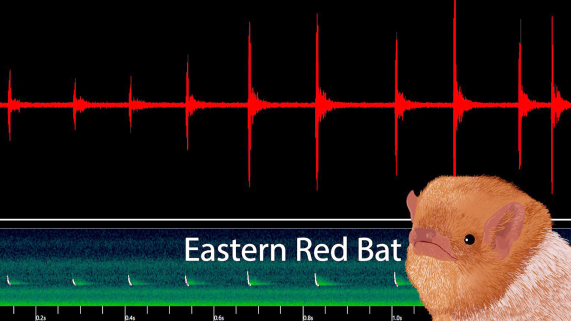 An animated eastern red bat in front of a red curve showing the frequency of bat sounds.