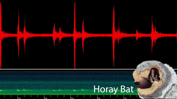 An animated hoary bat in front of a red curve showing the frequency of bat sounds.