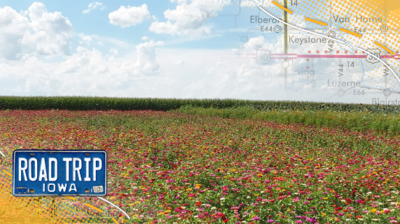 A large field of bright colored flowers and a blue sky with puffy clouds