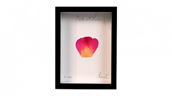 france_2025_flower-petal
