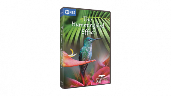 hummingbird_dvd