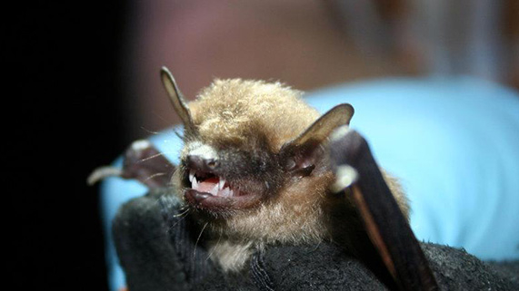 a close up image of a big brown bat