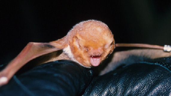 a close up image of a eastern red bat.