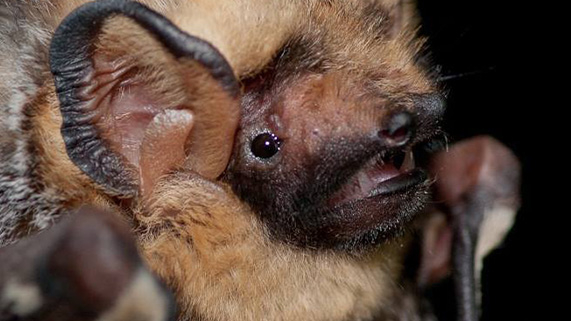 a close up image of a hoary bat.