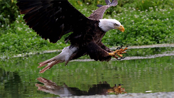 An eagle coming in low over water.
