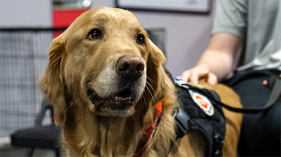 A service dog.
