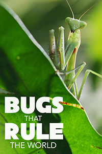 Bugs That Rule the World logo, plus a preying mantis peering up from behind a leaf and looking at the camera.