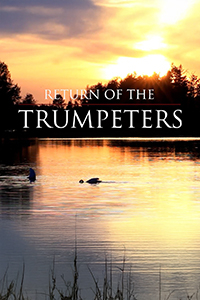 Return of the Trumpeters title over lake waters during a sunset/sunrise. Two swans feed in the lake water -- one tipped in at 45 degrees to reach deep in the water, and one with just its head submerged in the water.