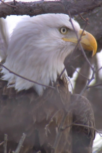 Keokuk's annual bald eagle appreciation days