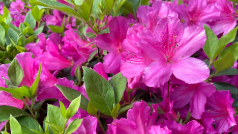 Purple flowers