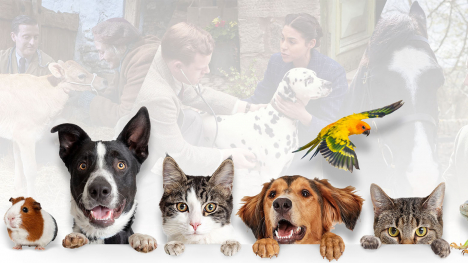 various pets