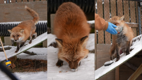 Photos of Penny the fox at the Blank Park Zoo