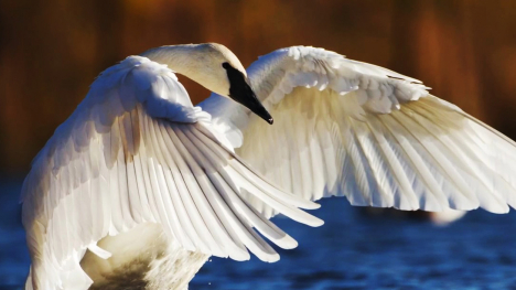 A trumpeter swan preparing for a landing on a pond.