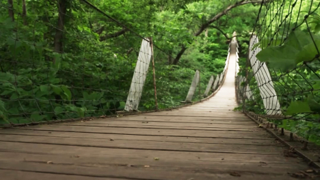 Peering across a swinging bridge in a forested area.