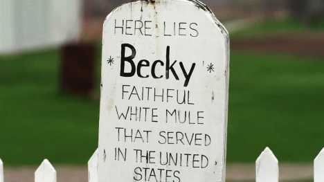 A gravestone for Becky, the mule. 
