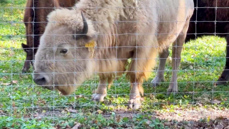 A white bison grazing on some grass.