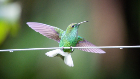 Green hummingbird from PBS' NATURE : THE HUMMINGBIRD EFFECT