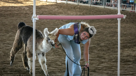 Iowa State Fair Queen doing llama limbo