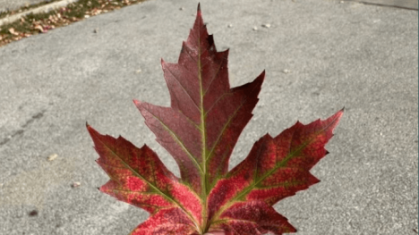 red leaf changing color in the fall
