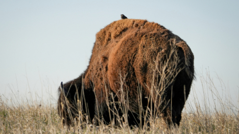 buffalo at the Neil Smith Reserve in Iowa