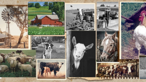 Images farm animals, barns and other farm imagery