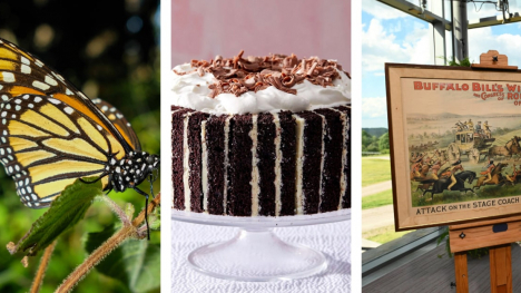 Photos from PBS Nature, PBS Food and Antiques Roadshow