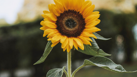 A fully bloomed sunflower in front of a blurred, outdoor background.