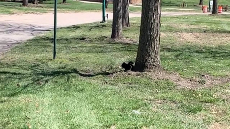 image of a black squirrel