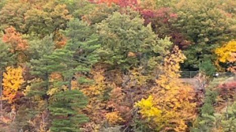 A forest with trees with green, yellow, red, and orange leaves.