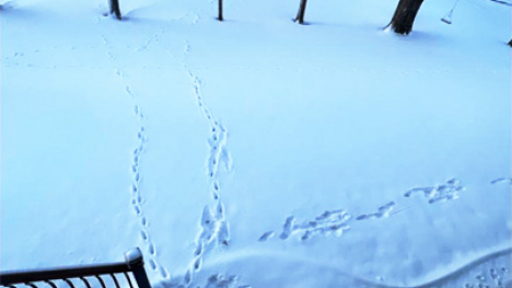 Three sets of animal tracks in the snow.