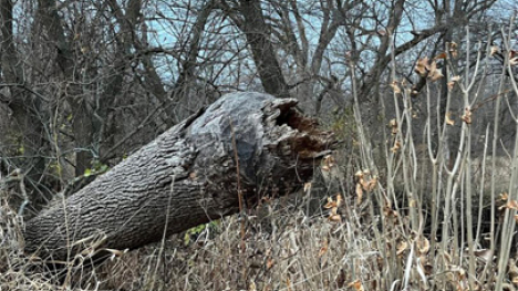 A tree that has been chewed at the base of the trunk by a beaver and made to fall.