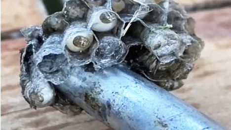 A small wasp nest built around a metal rod.