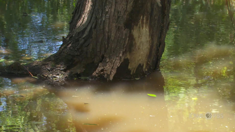 Image of a tree with a curved trunk growing in a lake.