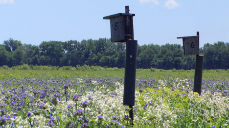 Image of bird houses in a prairie.