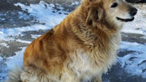 A golden retriever with thick fur. There is snow on the ground behind the dog.