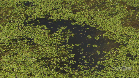 Image of duckweed in lake.
