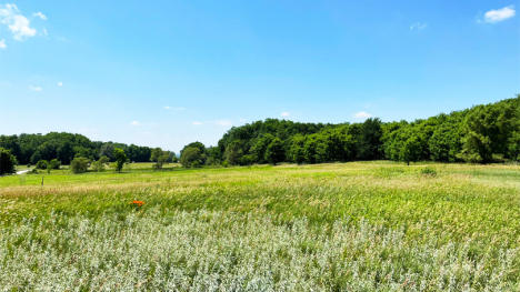 A grassy sand prairie on a bright, clear skies day.