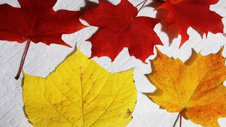 Red, yellow, and orange leaves that have fallen off of trees.