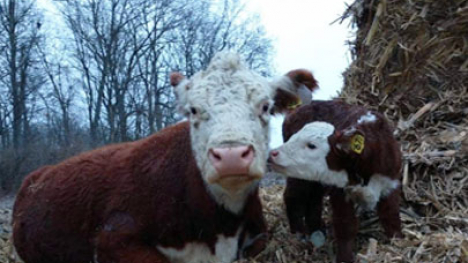 Herford with calf