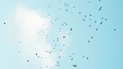 Birds migrating