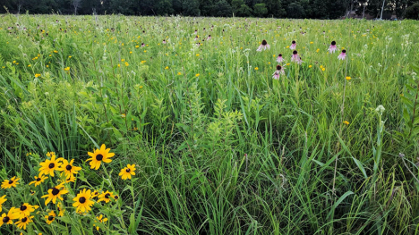 Image of the Daryl Smith Prairie