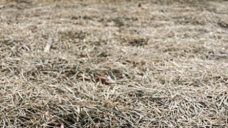 Dormant grass