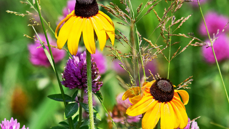 Black Eyed Susan flowers.