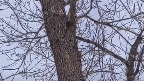 Woodpecker damage to tree infested with emerald ash borer